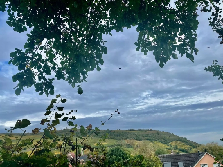 Vendanges_26 (4)